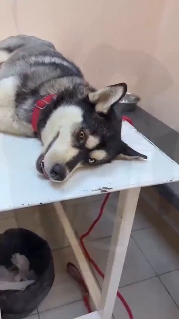 Четвероногий друг