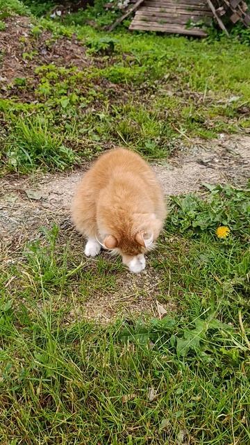 Труды воскресные в деревне 🏠🌞 Куры 🐔🐓 волкодав Ева 🐈 хозяюшка Лапа и рыжий кот Фокс 🐱