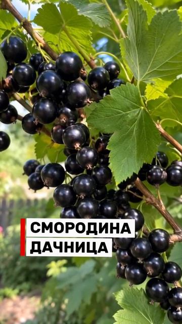 Вы ещё успеете посадить! Топ-3 ягодных кустарника для Сибири 🍓