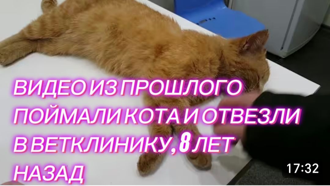САМВЕЛ АДАМЯН, ПО ПРОСЬБАМ ЗРИТЕЛЕЙ, У САШИ В ГОСТЯХ, ЗАБРАЛИ КОТА, 5 ЛЕТ НАЗАД..