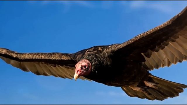 Я выжил один.  Слова Ольги Шмаковой (Белашевой)