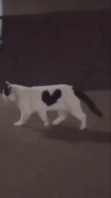 Видео от Tom And Сats / Кот на карте