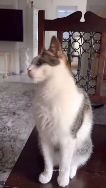 Милая котечка любит похрустеть