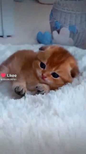 котики 14 июня