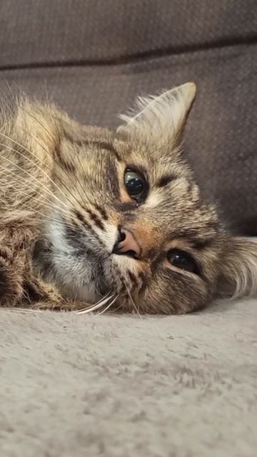 Тимка #мойпитомец #кот #котоцарство #отдых #лето