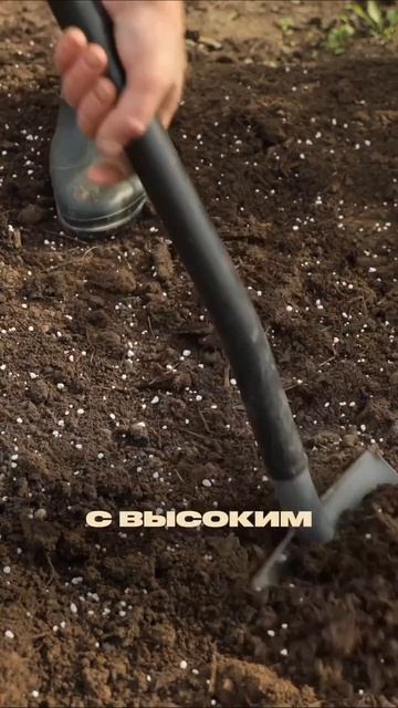 🥕 Хотите вырастить ровную, крупную и сладкую морковь? Тогда соблюдайте 5 простых правил