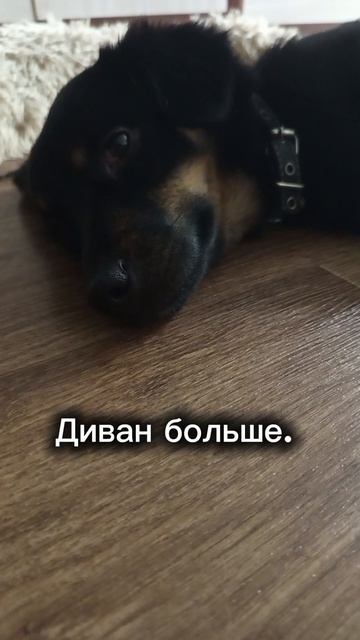 Альфа в раздумьях #мойпитомец #собачка #лето #отдых #домашниепитомцы