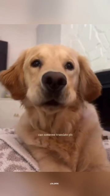 Moody Dogs, Talking Pups, And Puppies Too Cute To Handle