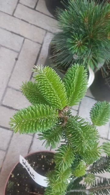 ❤🌲Пихта Нордмана Добричовиц
✔Продажа растений в макс и телеграм канале: Https://t.me/love_is_hvoiny_