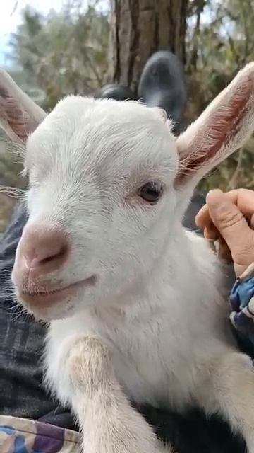 яСамый громкий парень на деревне🐐Слушать со звуком!