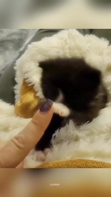 Tiny Kittens Choose Violence, Adoption Joy & Cats Completely Confused By Humans