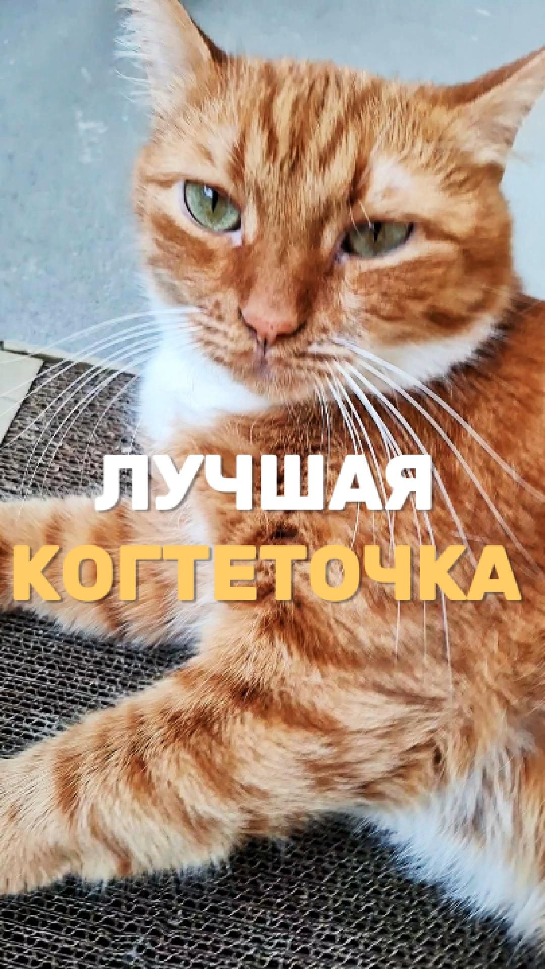 Лучшая когтеточка