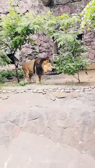 Царские дела: Когда даже льву нужно отойти.🦁