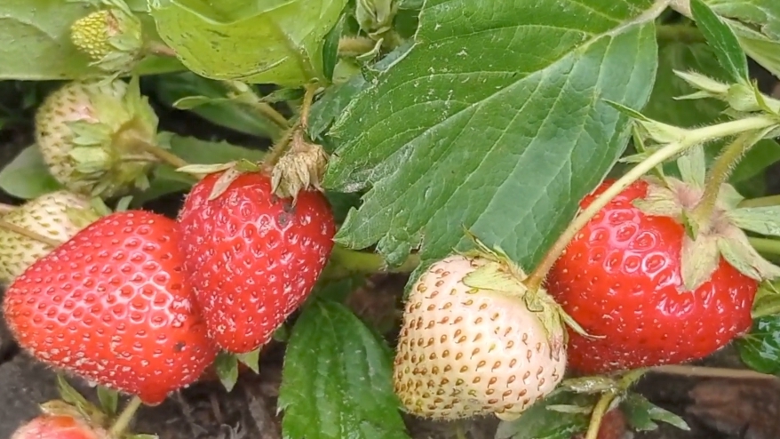 Клубника сорт Полка, Купчиха, Альба, Клери