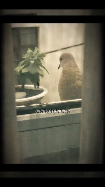 Птица в окно стучится #страшныеистории #страшныерассказы #мистика