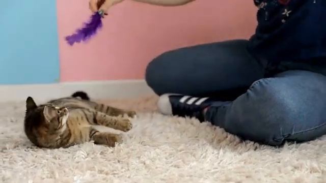 5 маленьких ЖЕСТОВ, которые делают кота по-настоящему ЛЮБИМЫМ!