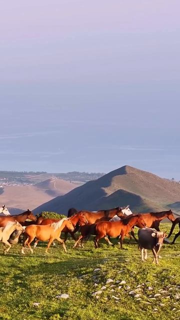 Кыргызстан 🐴⛰️🇰🇬