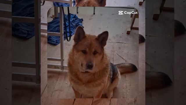 1000061990.mp4 (Собака наблюдает за установкой наружных уголков в доме А-фрейм)