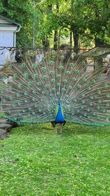 Красавец 🦚 как ни крути 🥰