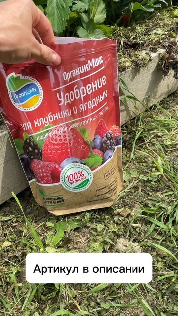 Готовлю клубнику к плодоношению на всё лето