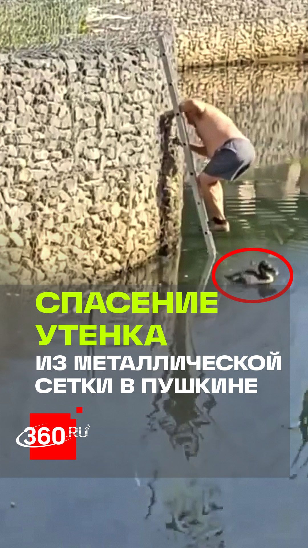Неравнодушный прохожий освободил птенца из металлического плена