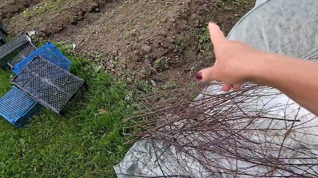мой огород..первый кабачок..огурчики..