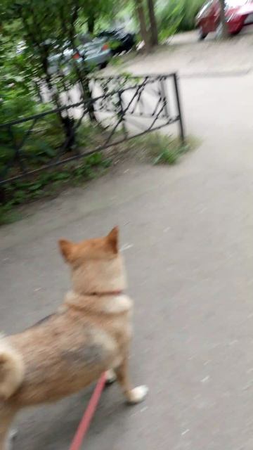 собака улыбака сиба приколы -не хочу слушаться