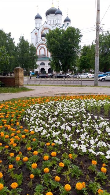 собака улыбака сиба приколы -смотрите чаще на красоту
