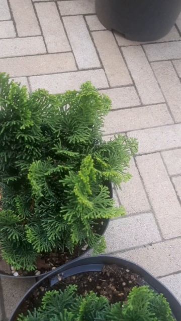 ❤🌲Кипарисовик Грацилис Нана 
✔Продажа растений в макс и телеграм канале: Https://t.me/love_is_hvoiny