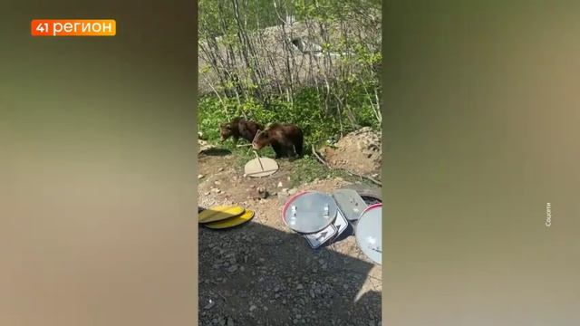 МЕДВЕЖЬЕ СЕМЕЙСТВО ПОВСТРЕЧАЛИ ДОРОЖНЫЕ РАБОЧИЕ НА ЛЕСНОЙ ОПУШКЕ НА КАМЧАТКЕ • БЕЗ КОММЕНТАРИЕВ