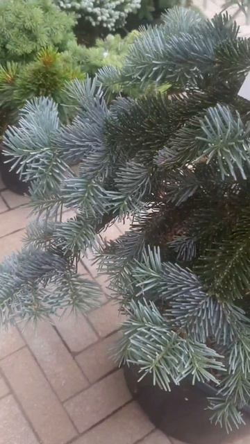❤🌲Пихта Субальпийская Аризоника
✔Продажа растений в макс и телеграм канале: Https://t.me/love_is_hvo