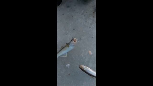 Сиг, навага и зубарь на блесны Дракон и Булава с бубышкой  от Mr.Musurok 🔥