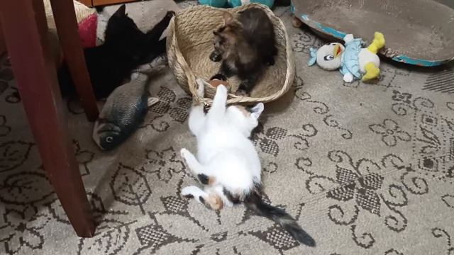 Вечерние игры малышей 🥳 Выбирайте себе друга...