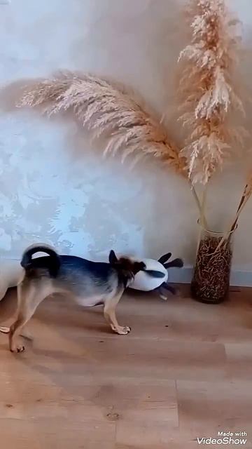 Домашнее сафари🐶