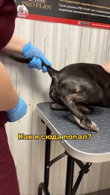 Ветеринар Барнаул