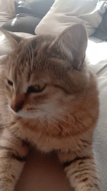 Знакомьтесь это Тея 🐱