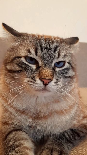 Коты такие коты