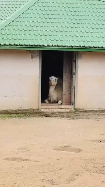 А дождя больше не будет?🐫