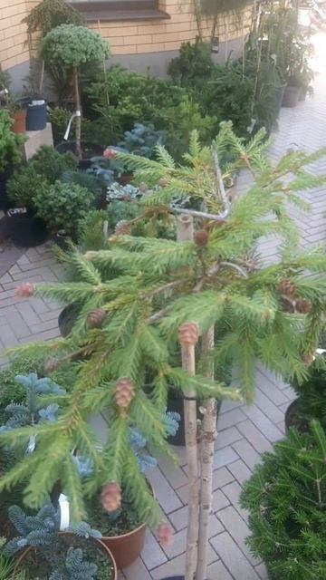 ❤🌲Ель Пуш на штамбе 
✔Продажа растений в макс и телеграм канале: Https://t.me/love_is_hvoiny_dvorik