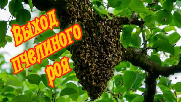 Выход пчелиного роя.