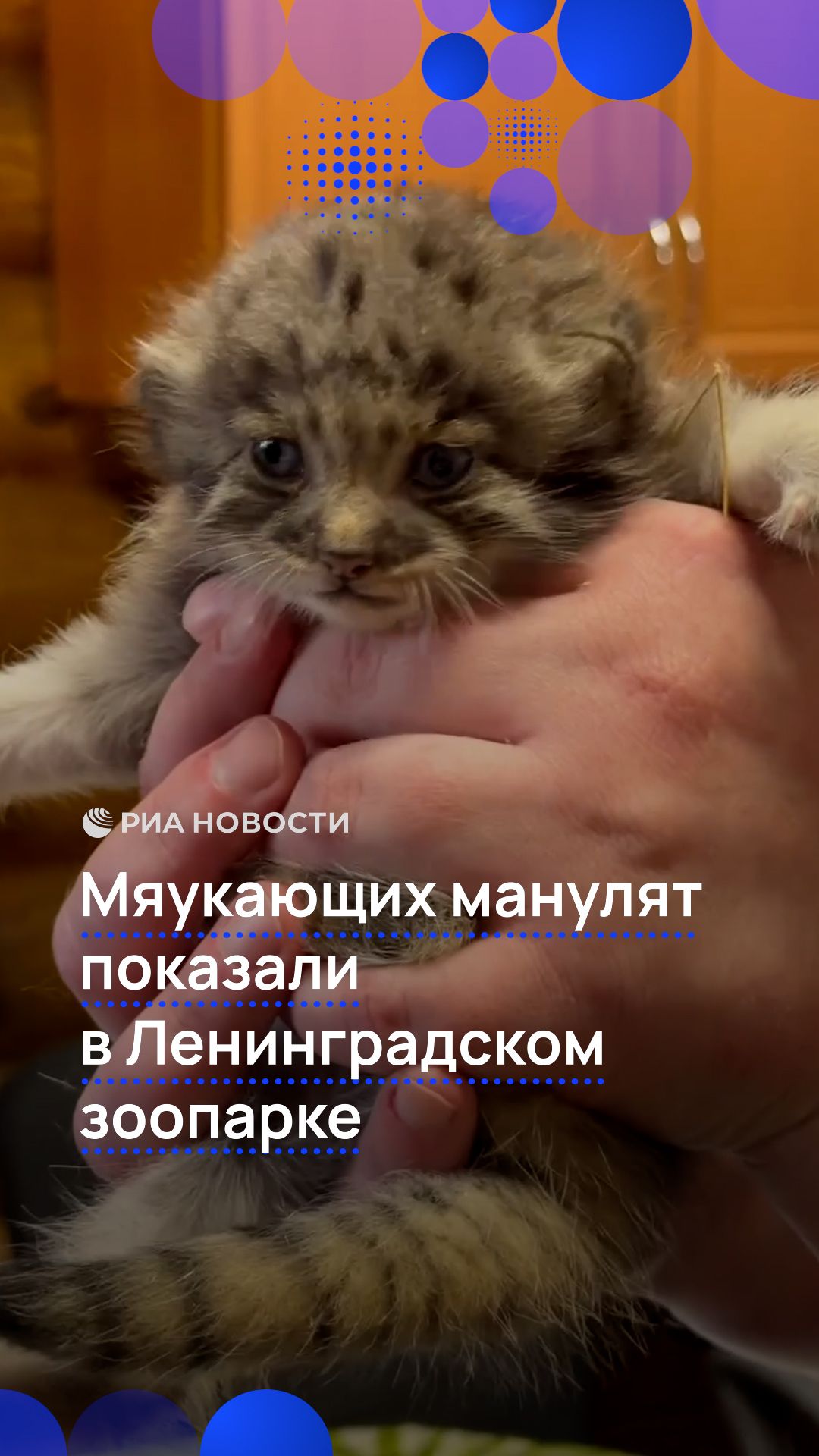 Мяукающих манулят показали в Ленинградском зоопарке