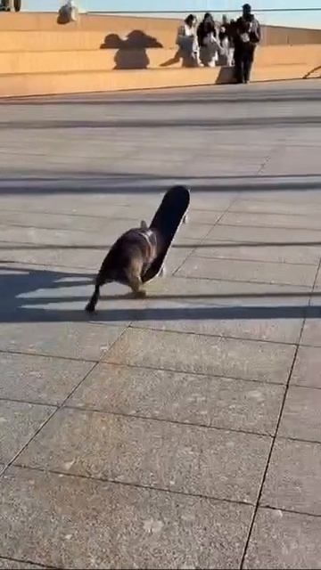 VID_20260615_160655_360.mp4