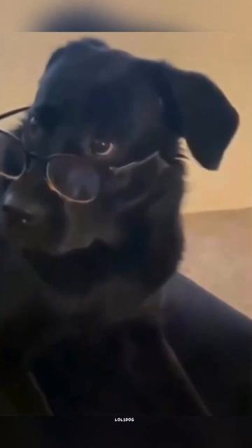 Dogs Demanding Attention, Endless Love, And The Best Of Labradors And German Shepherds