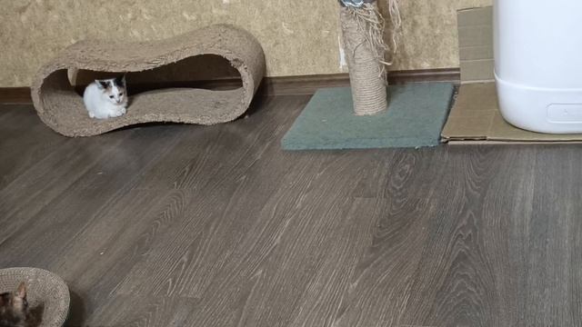 Вечерние игры малышей 🥳 Выбирайте себе друга...