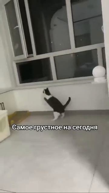 Клип @meowtaverse