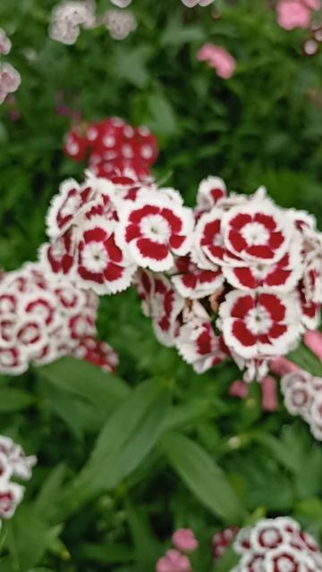 какие красивые цветочки