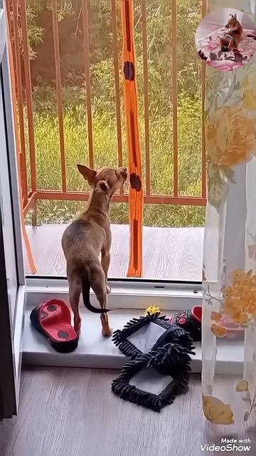 Знакомьтесь, Борька!