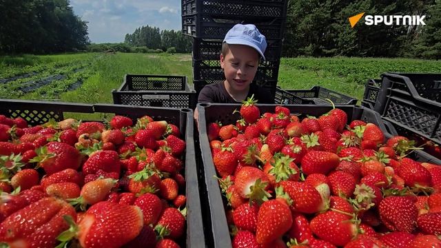 «Тик-тока нет – клубники валом»: как живет ягодный бизнес в Лунинецком районе