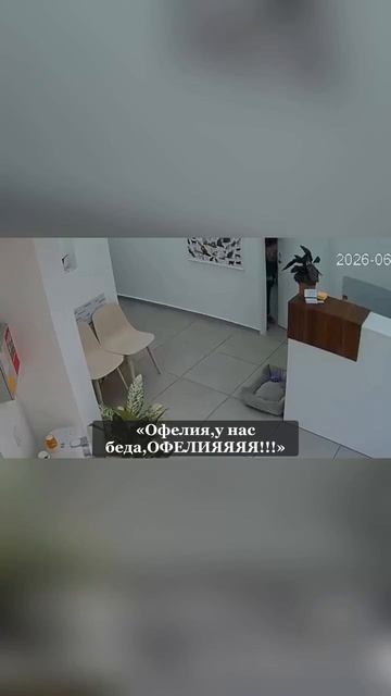 Разгром ветеренарки котом)😆🔥😆