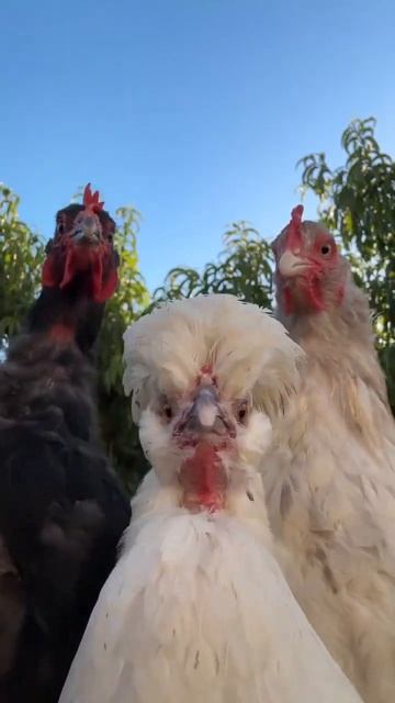 Куриное соло», Утренняя распевка», Кур-шоу🐔🐓